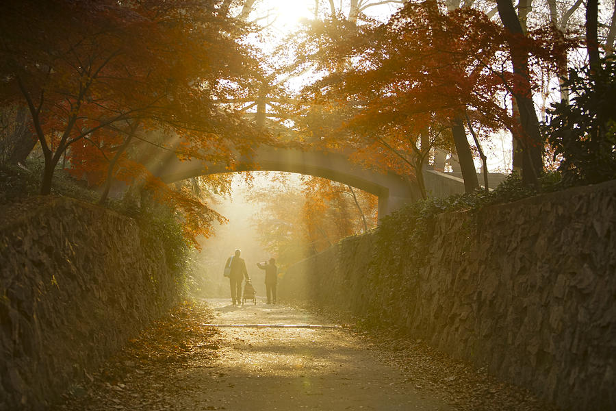 Two Senior People Walking In The Morning.beautiful Sunshine Through The Red Maple Leaves. Photograph by Yaorusheng