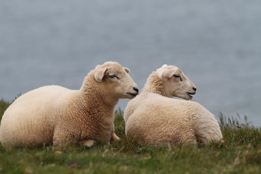 Two sheep on the English Atlantic coast, Devon, England, United Kingdom Photograph by Christian Zappel