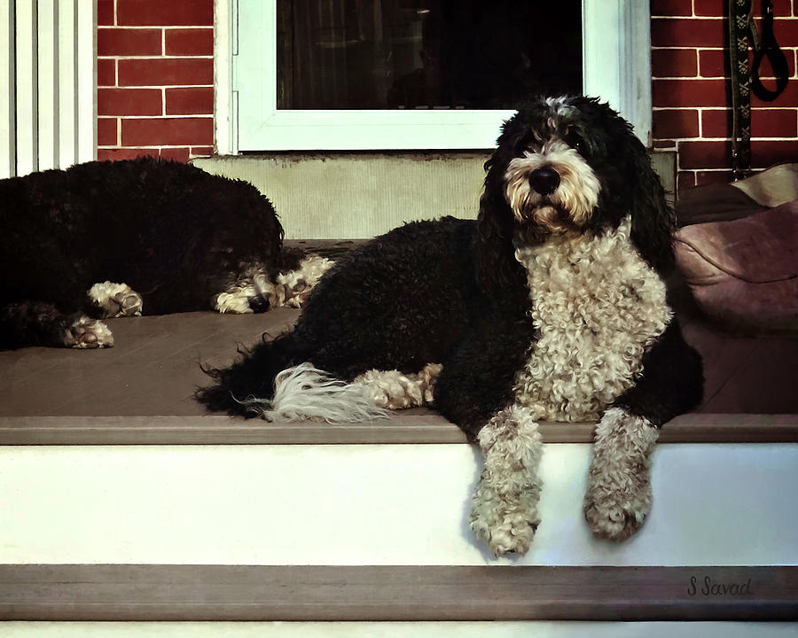 Two Sheepadoodles on Porch Photograph by Susan Savad