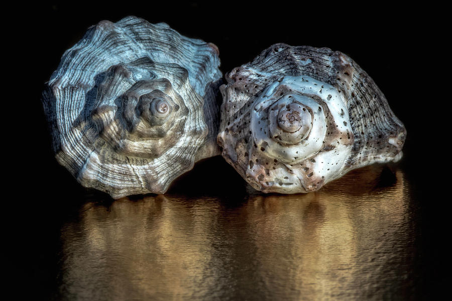 Two shells from the beach Photograph by Wolfgang Stocker