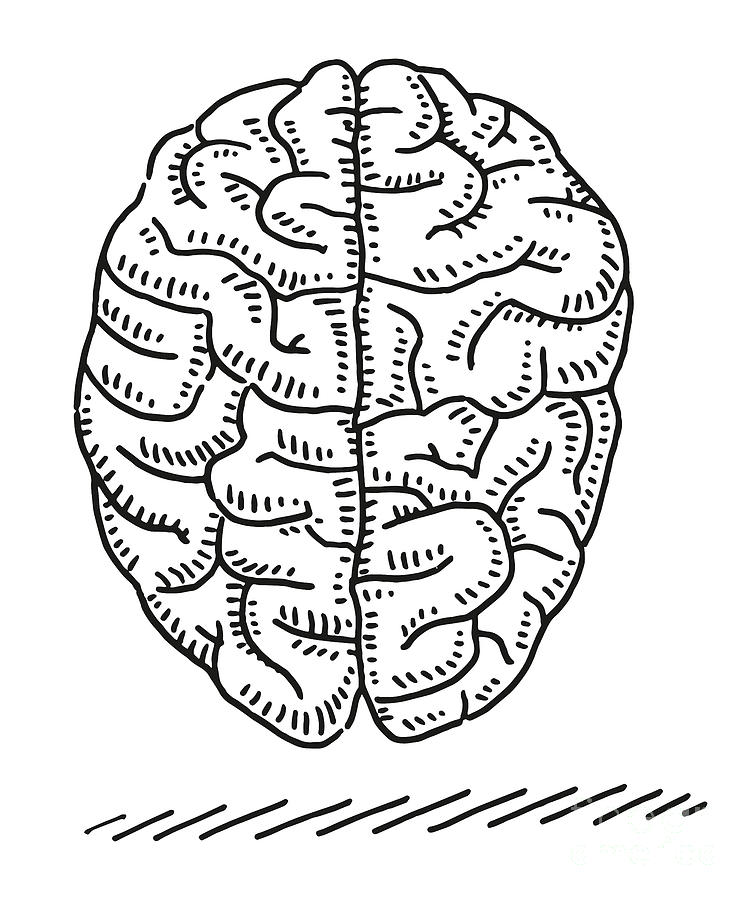 human brain drawing front view