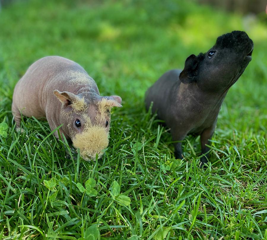 Two skinny pigs Photograph by Alexandra Yurganova