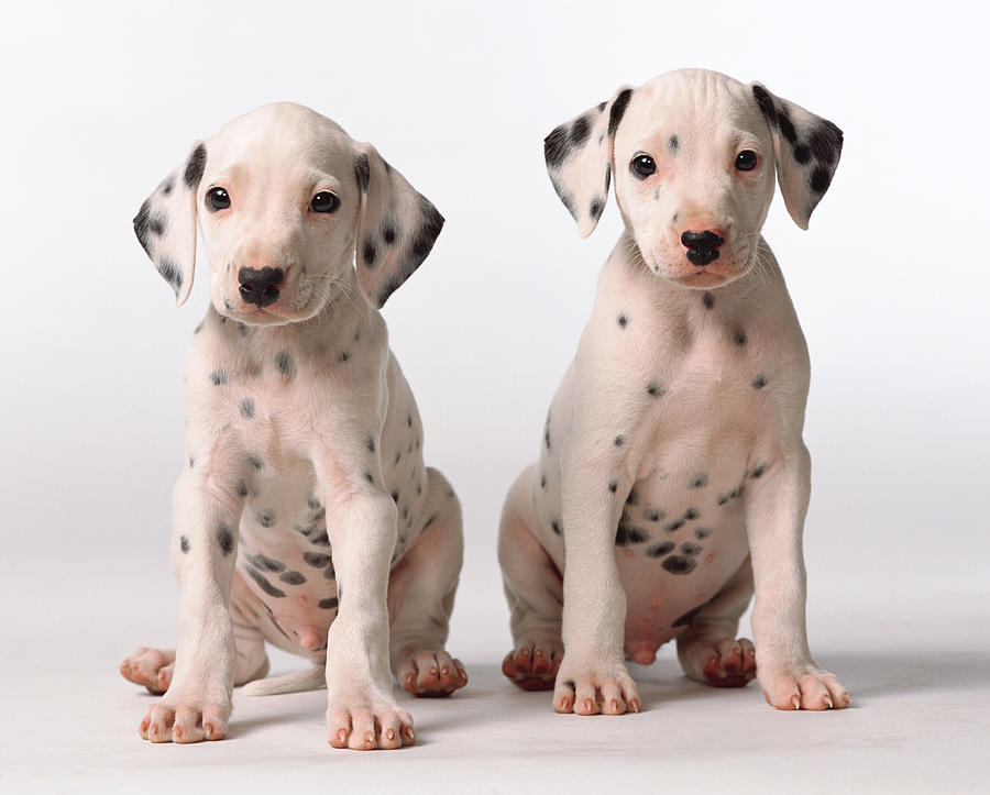 Two Small Black And White Dalmatian Puppies Look Questioningly At The Camera Photograph by Digital Vision