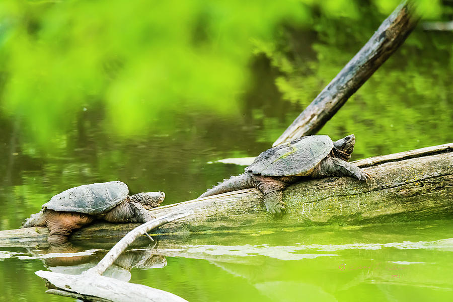 Two Snapping Turtles Photograph by Ed Peterson