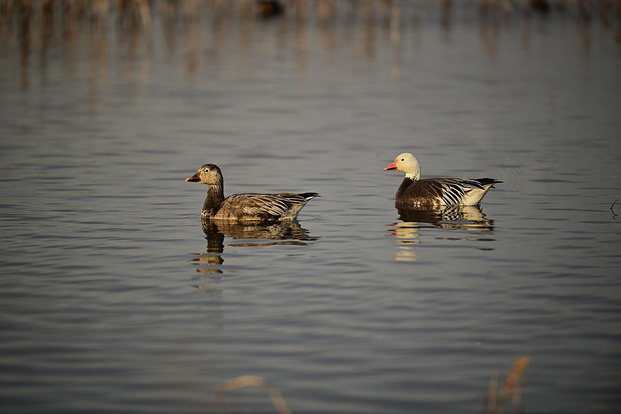 Two Snow Geese - Blue And Intermediate Morph Photograph
