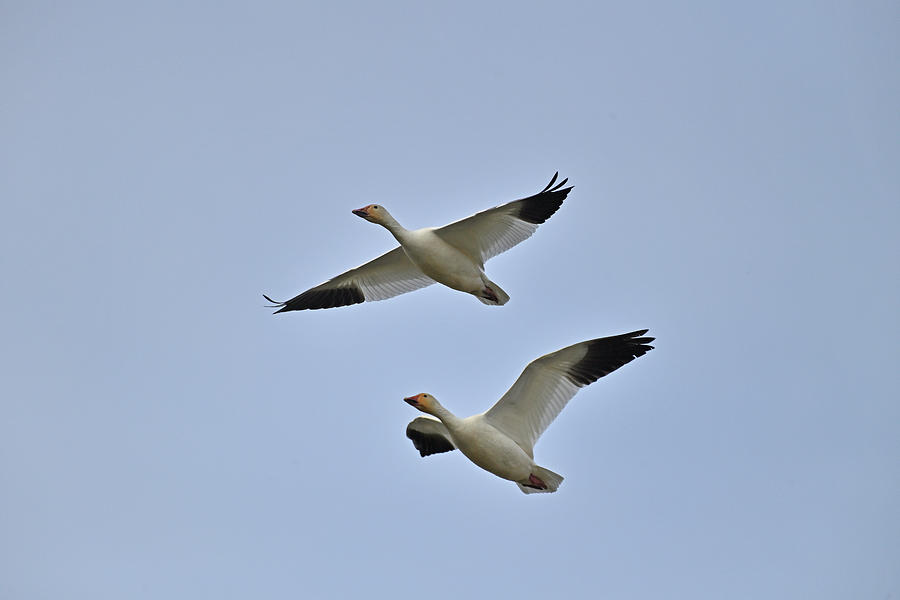 Two Snow Geese in the Sky Photograph by Amazing Action Photo Video