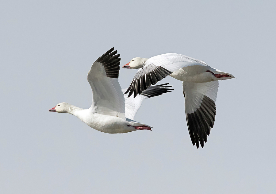 Two Snow Geese Photograph by Loree Johnson