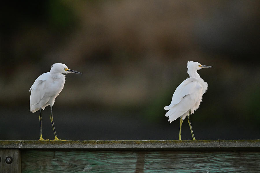 Two Snowy Egrets Photograph by Amazing Action Photo Video