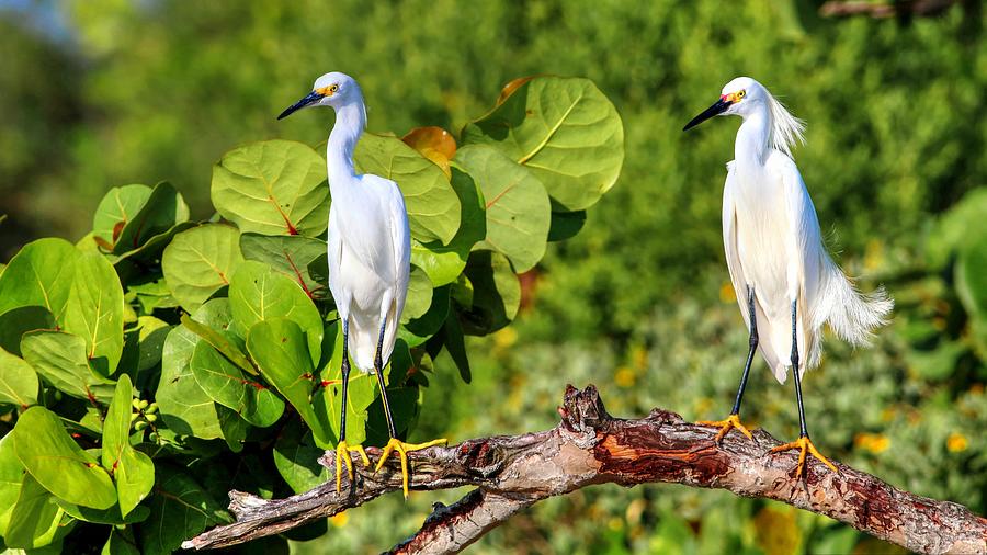 Two Snowy Egrets Hanging Out On A Sea Grape Branch Photograph by Carol Montoya