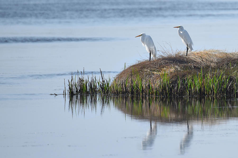 Two Snowy Egrets Photograph by Jerry Griffin