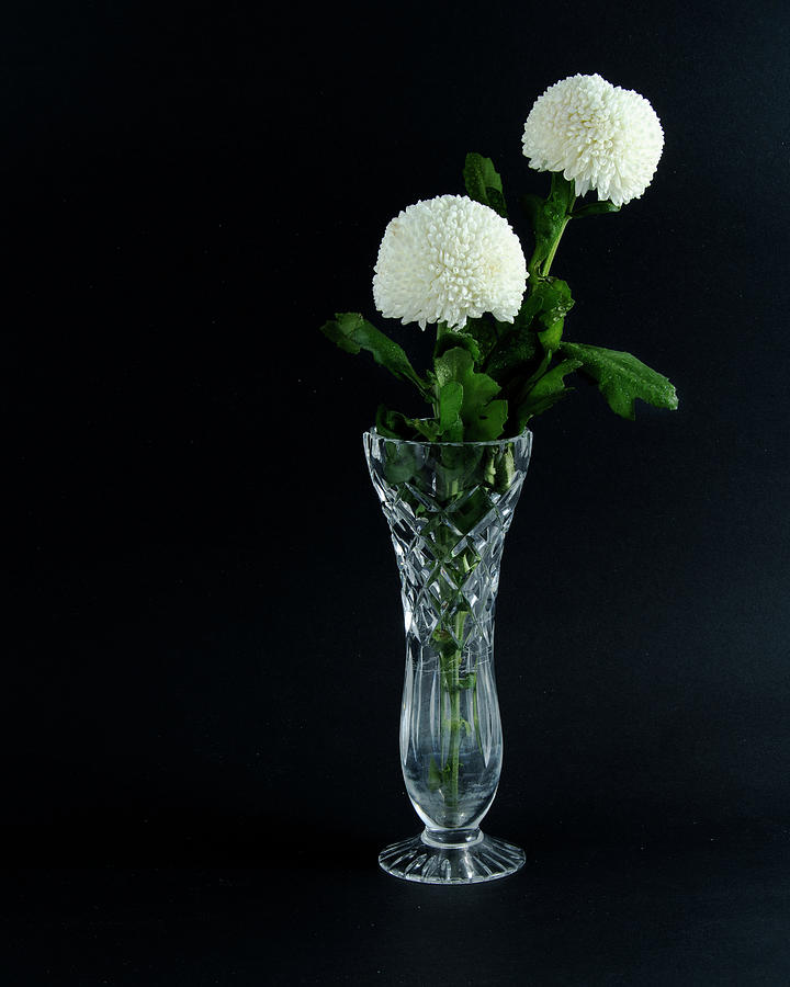 Two solitary pretty white Pom Pom Mums Chrysanthemum flowers. Photograph by Geoff Childs