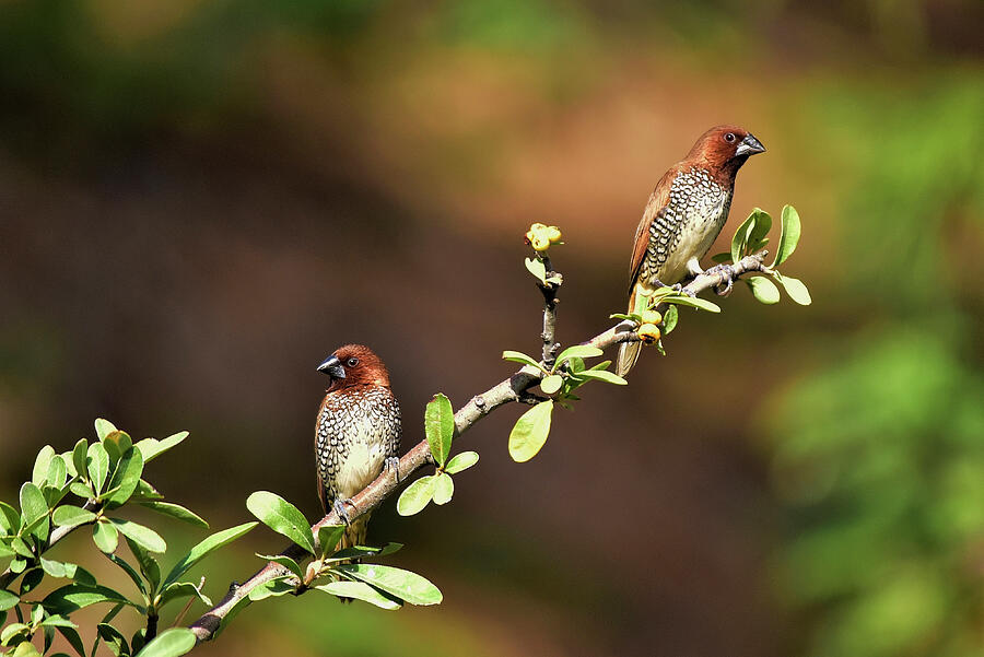 Two Spice Finches Photograph by Linda Brody