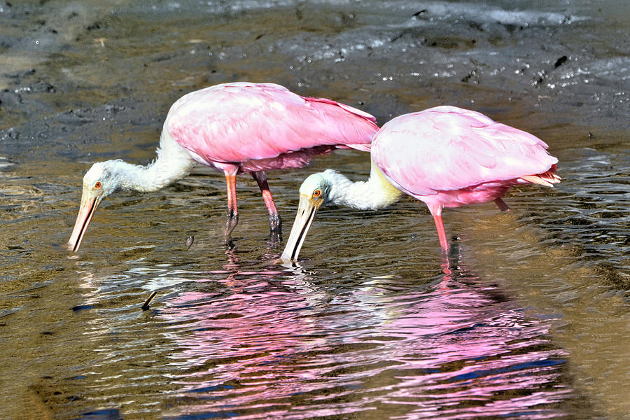 Two Spoonbills Photograph by Jerry Griffin