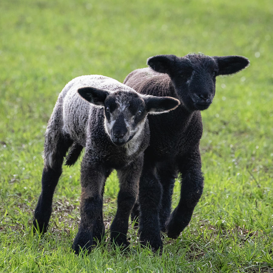 Two Spring Lambs in a Field Photograph by Catherine Avilez