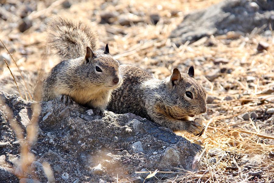 Two Squirrel Photograph by Masha Batkova