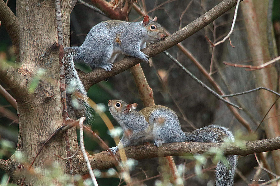 Two Squirrels Playing in the Tree Photograph by Trina Ansel