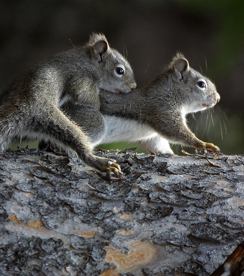 Two Squirrels Photograph by Stevegeer