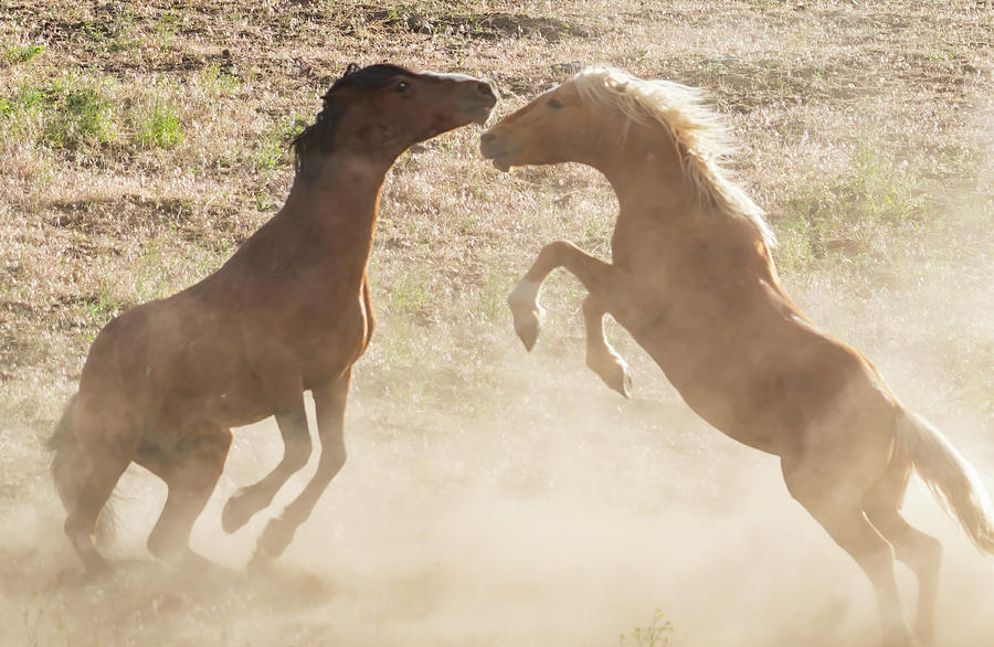 Two Stallions Face Off Photograph by Marc Crumpler