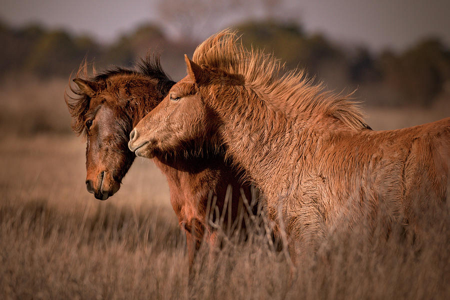 Two Stallions Photograph by Jen Britton