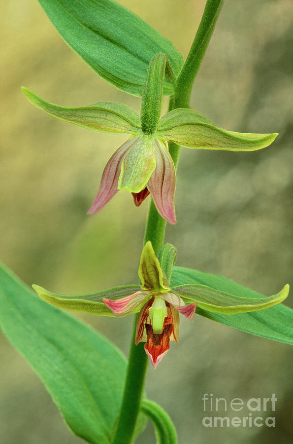 Two Stream Orchids California Photograph by Dave Welling