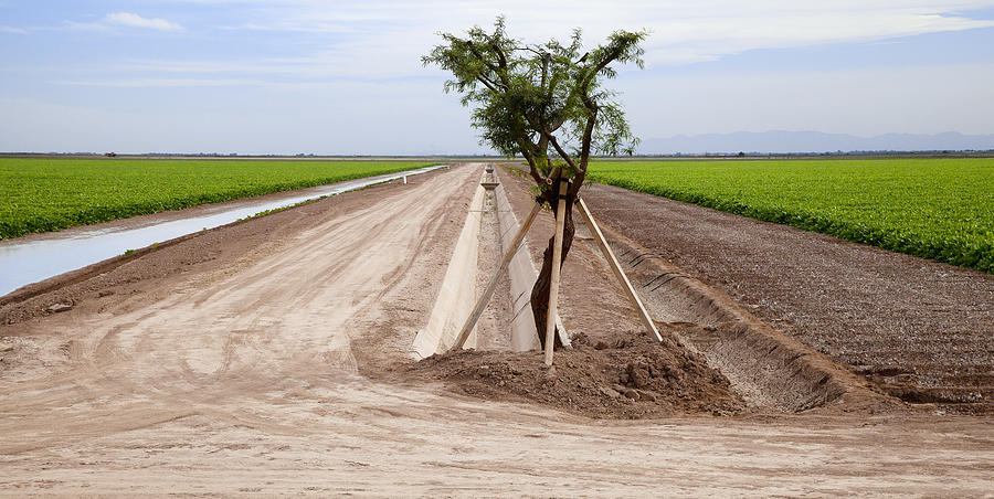 Two sugar beet fields are divided by irrigation ditches and a propped up tree in Californias Imperial Valley Photograph by Timothy Hearsum / Design Pics