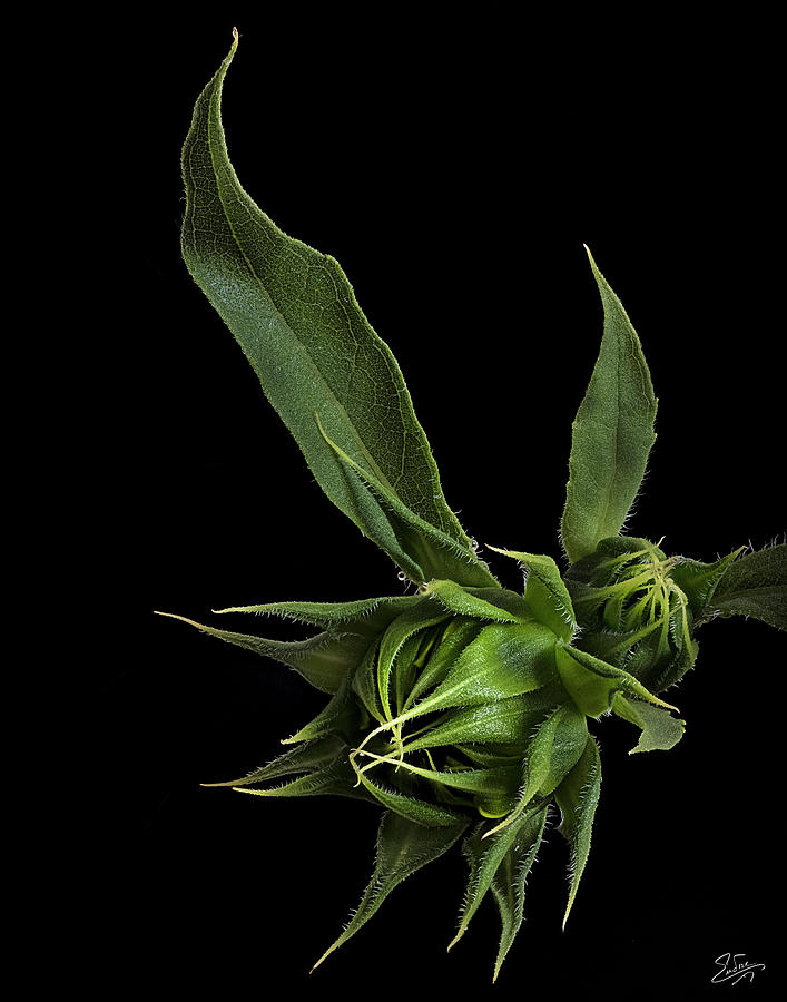 Two Sunflower Buds Photograph by Endre Balogh