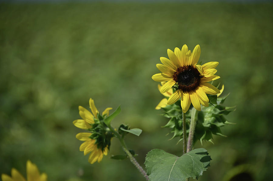 Two sunflowers Photograph by Alan Goldberg