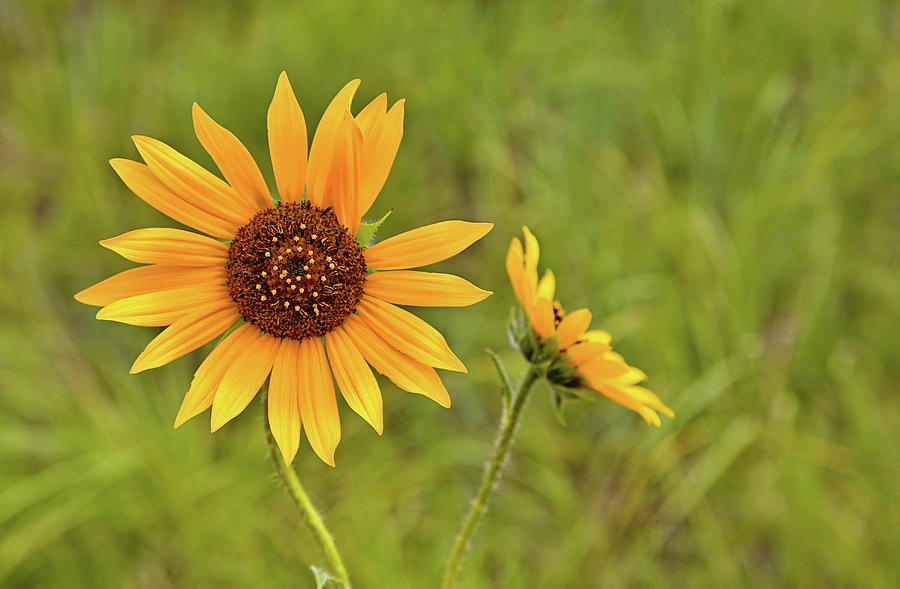 Two Sunflowers Photograph by Bob Falcone