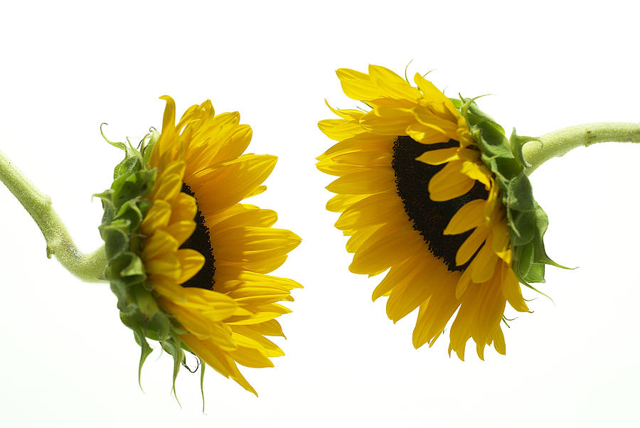 Two sunflowers (Helianthus) Photograph by Yamada Taro