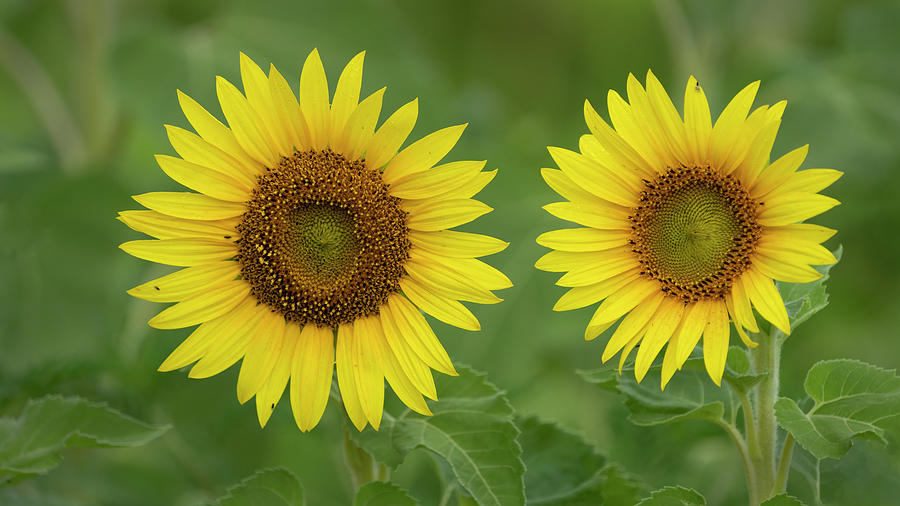 Two sunflowers Photograph by Jack Nevitt