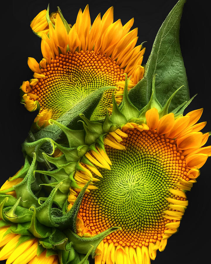 Two Sunflowers  Photograph by JoAnn Lense