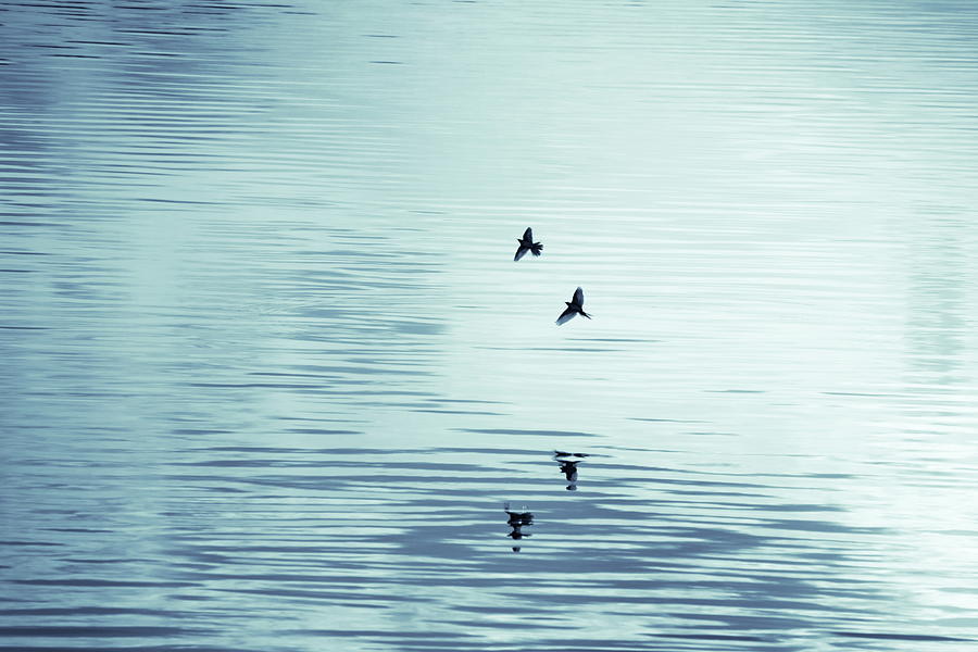 Two swallows are reflected in the  rippled water of a smooth lake Photograph by Ulrich Kunst And Bettina Scheidulin