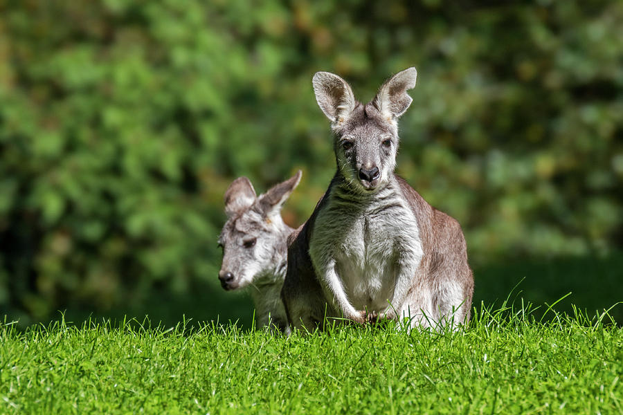 Two Swamp Wallabies Photograph by Arterra Picture Library