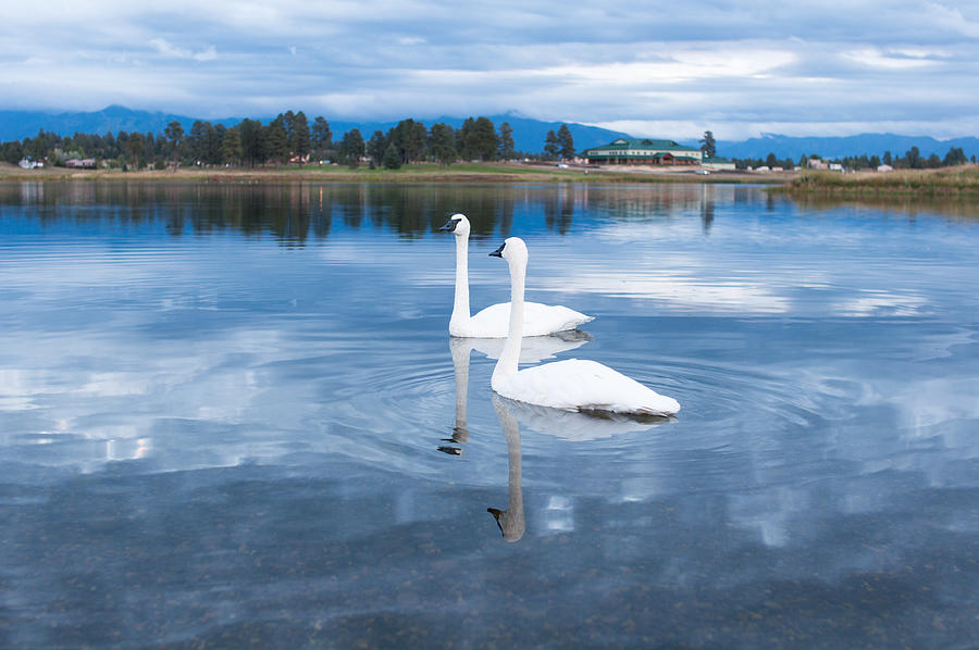 Two Swan In The Lake Photograph by Pete Lomchid