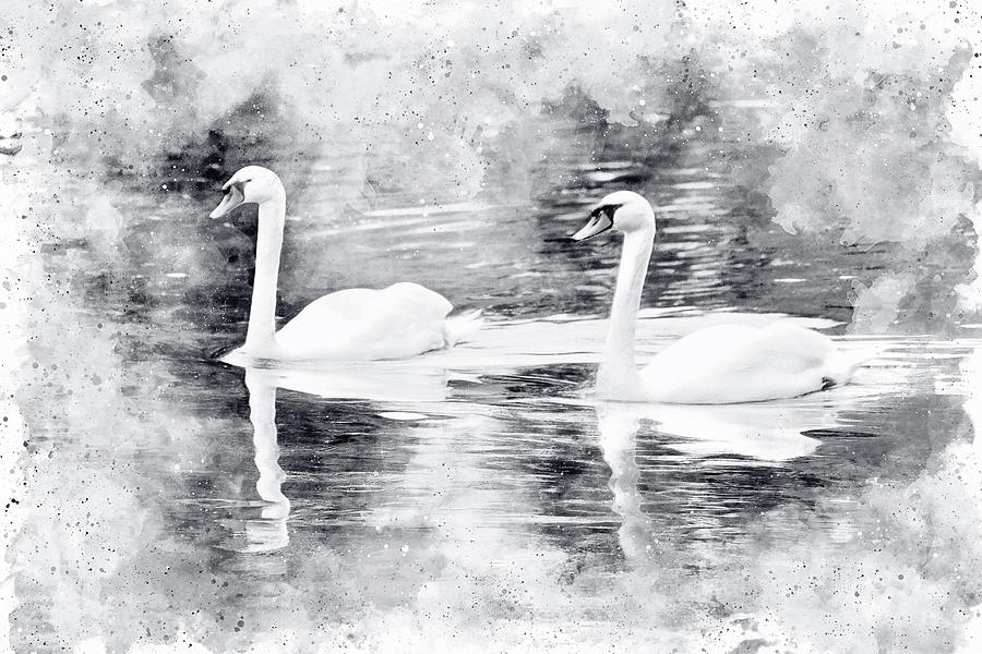 Swan Photograph - Two Swans A Swimming Black and White Watercolor by Carol Japp