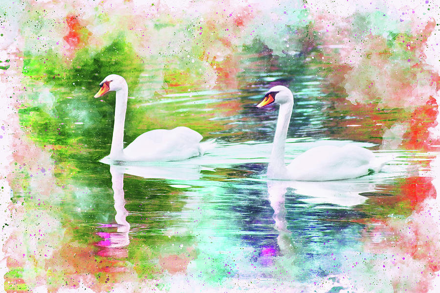 Swan Photograph - Two Swans A Swimming Rainbow Watercolor by Carol Japp