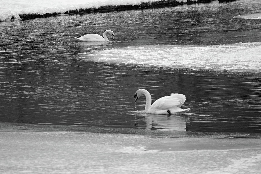 Two Swans And Ice Photograph