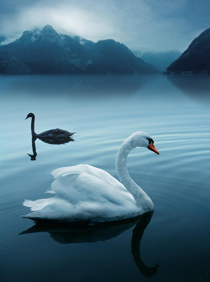 Two swans at the mysterious lake Photograph by Narvikk