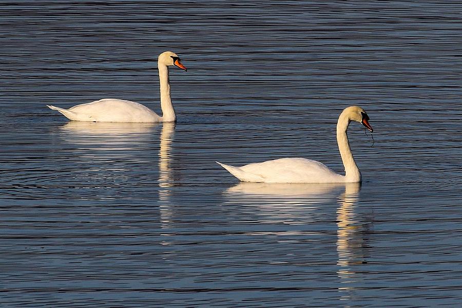 Two Swans Photograph by Debbie Storie - Fine Art America