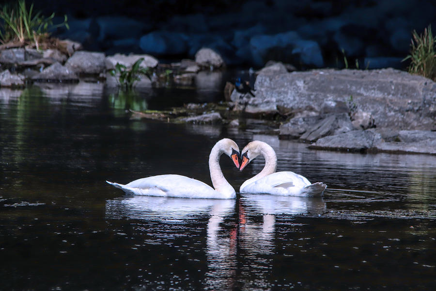 Two Swans Heart Valentine Photograph