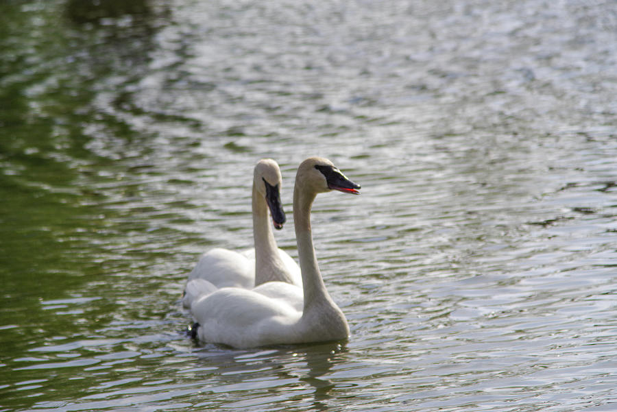 Two Swans In A Pond Photograph