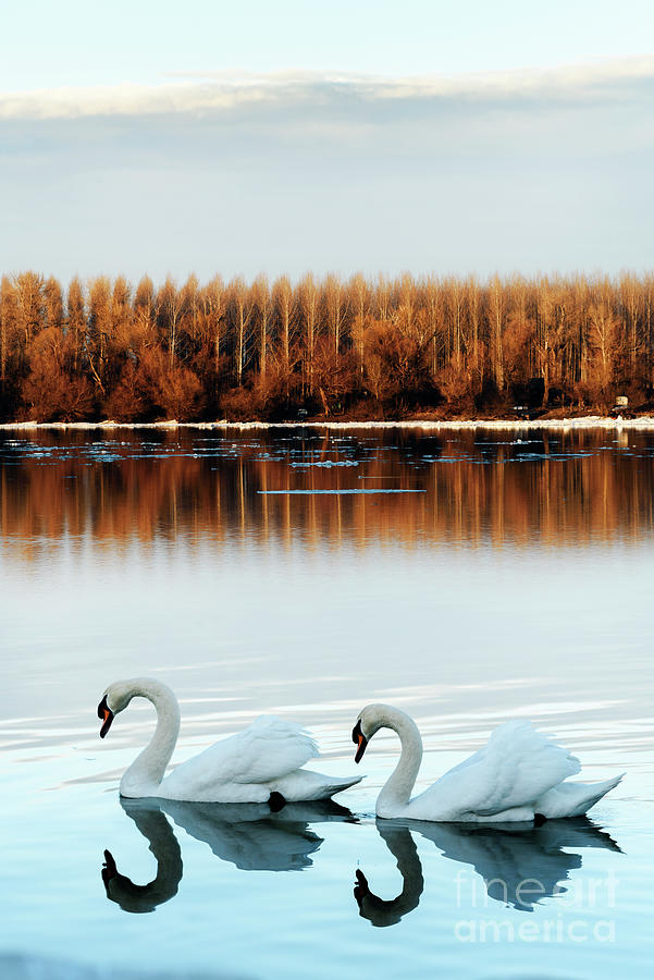 Two swans in love Photograph by Jelena Jovanovic