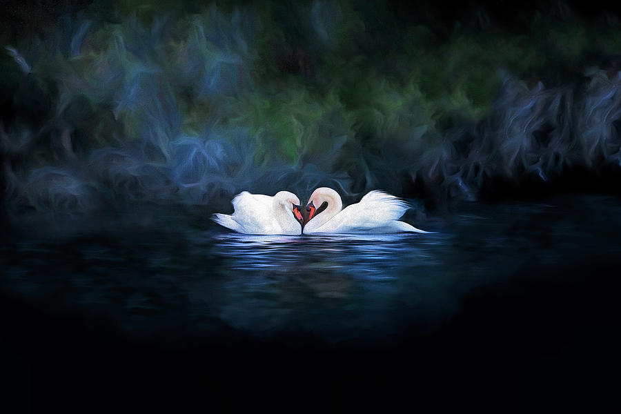 Two Swans make a Heart Photograph by Deborah Penland