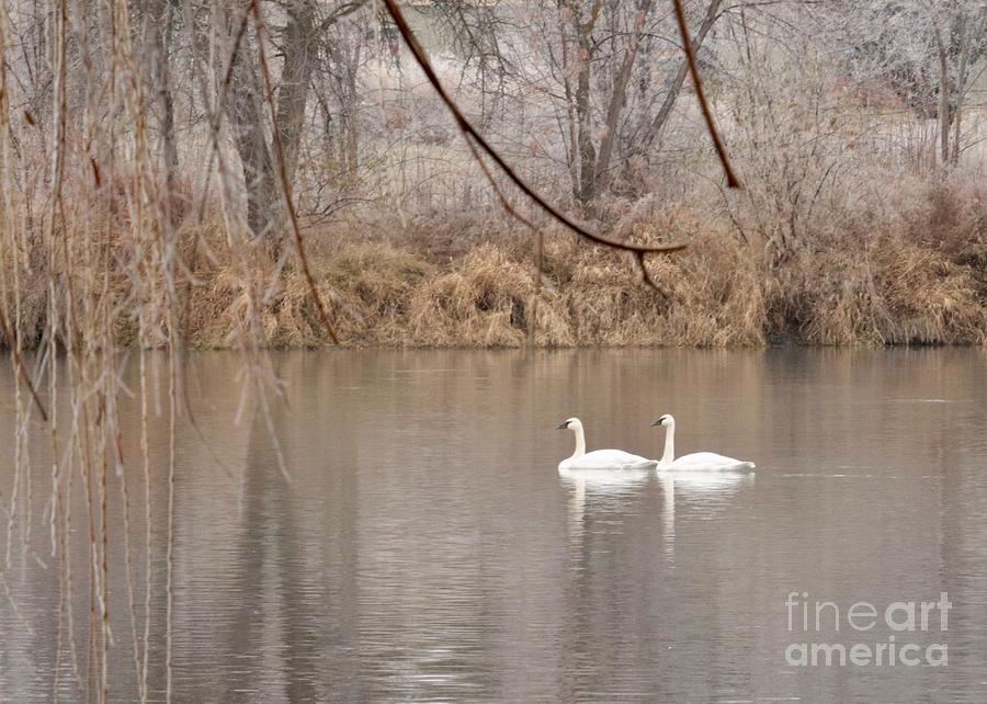 Two Swans on Winter River Photograph by Carol Groenen
