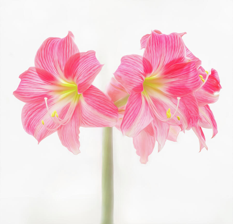 Flowers Still Life Photograph - Two Sweet Pink Lillies  by Sylvia Goldkranz