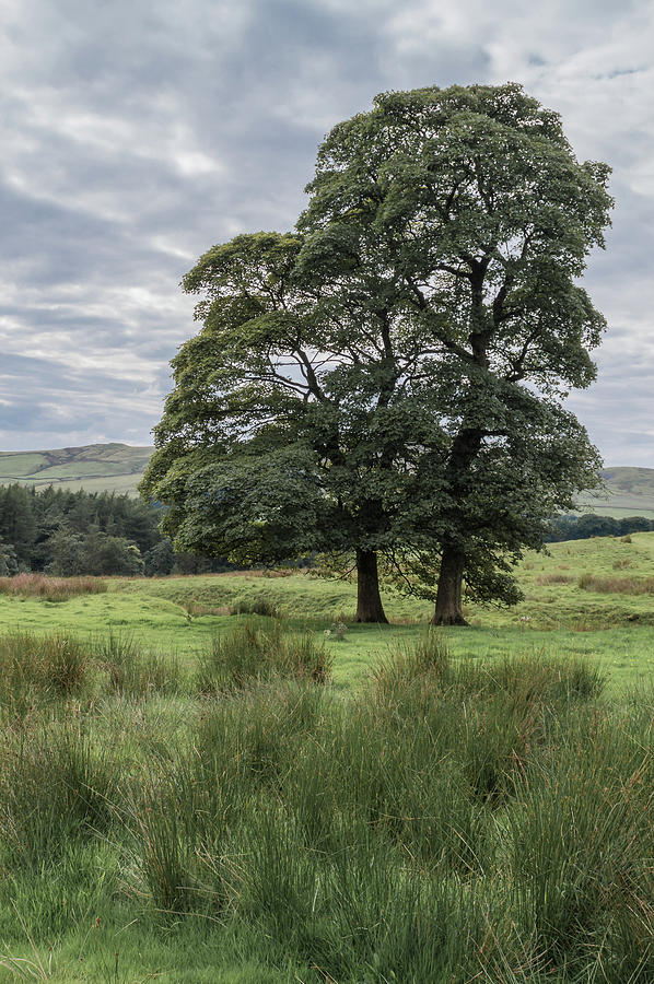 Two Sycamore trees growing in the marshy fields in the Peak District