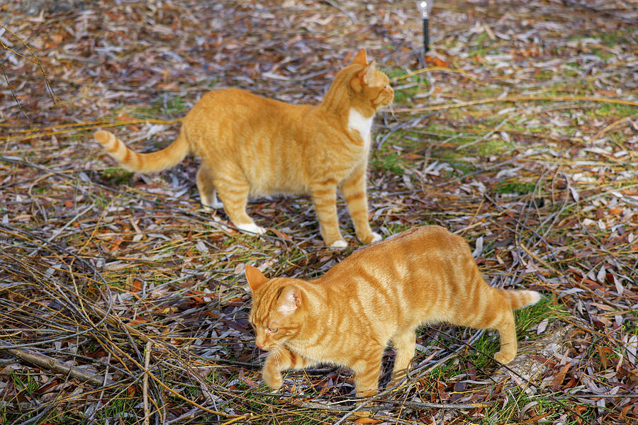 Two Tabby Cats Photograph