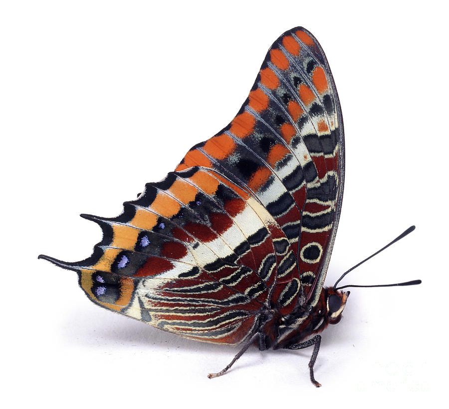 Two-tailed Pasha Butterfly Photograph by Warren Photographic