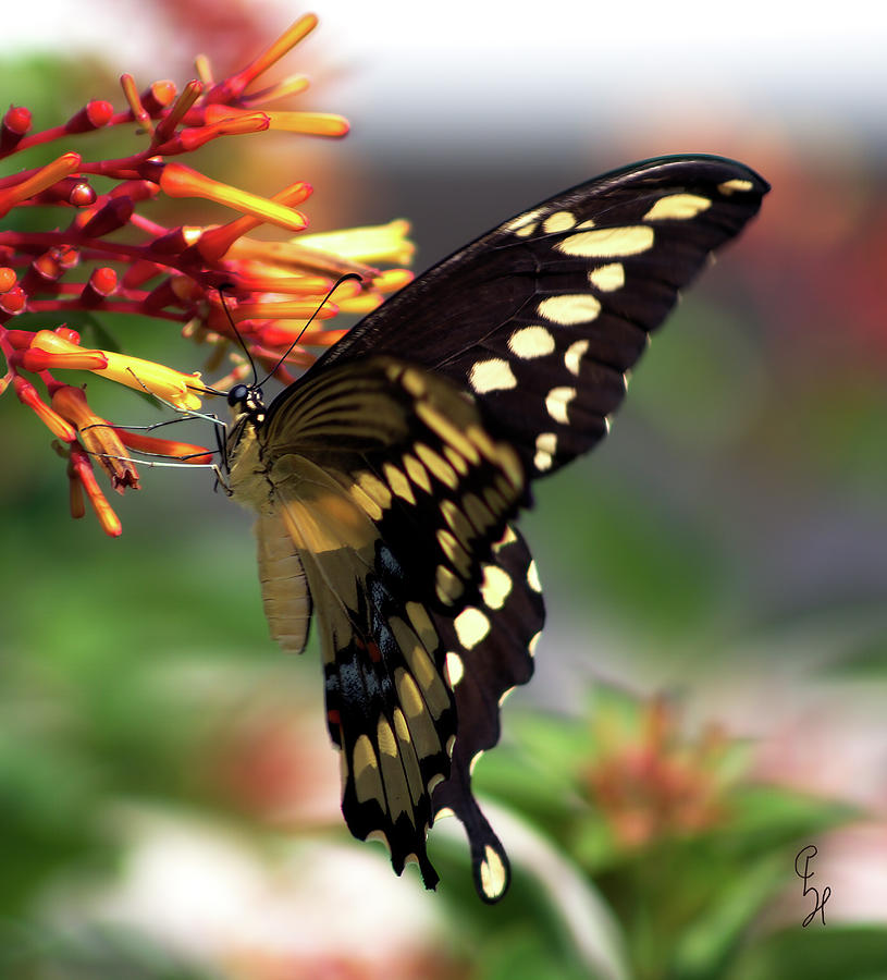 Black Swallowtail On Firecracker Bloom Photograph