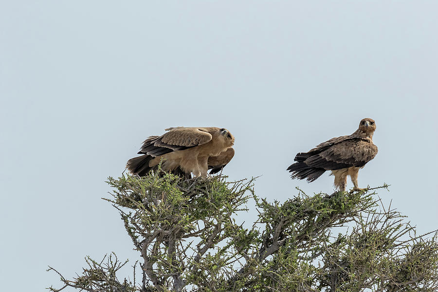 Two Tawny Eagles in a Tree, No. 2 Photograph by Belinda Greb